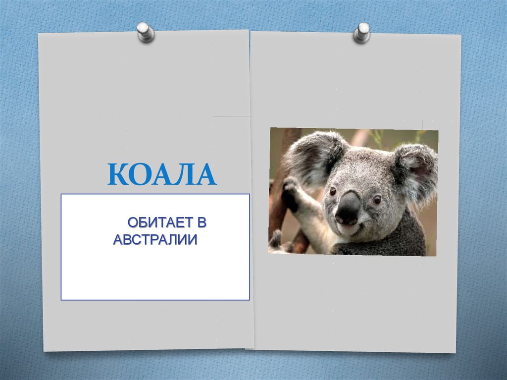 КОАЛА