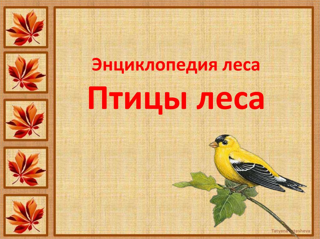 Энциклопедия леса Птицы леса