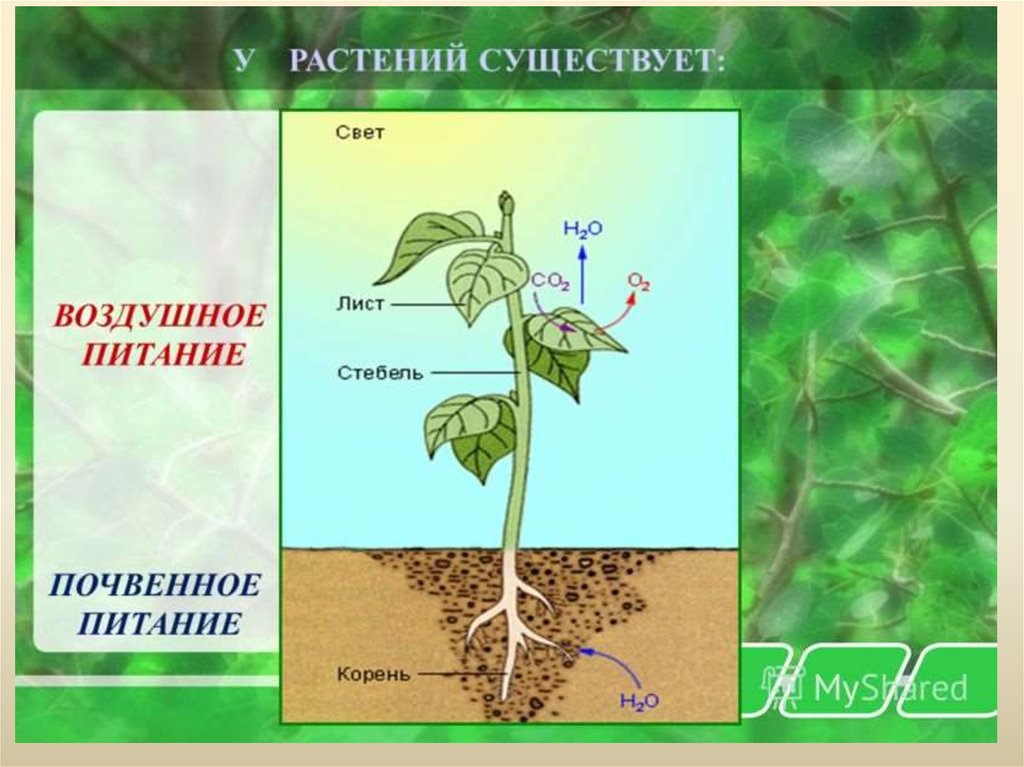 Какие бывают процессы в биологии 6 класс. Питание растений. Воздушное питание растений. Процесс воздушного питания растений. Почвенное и воздушное питание растений.
