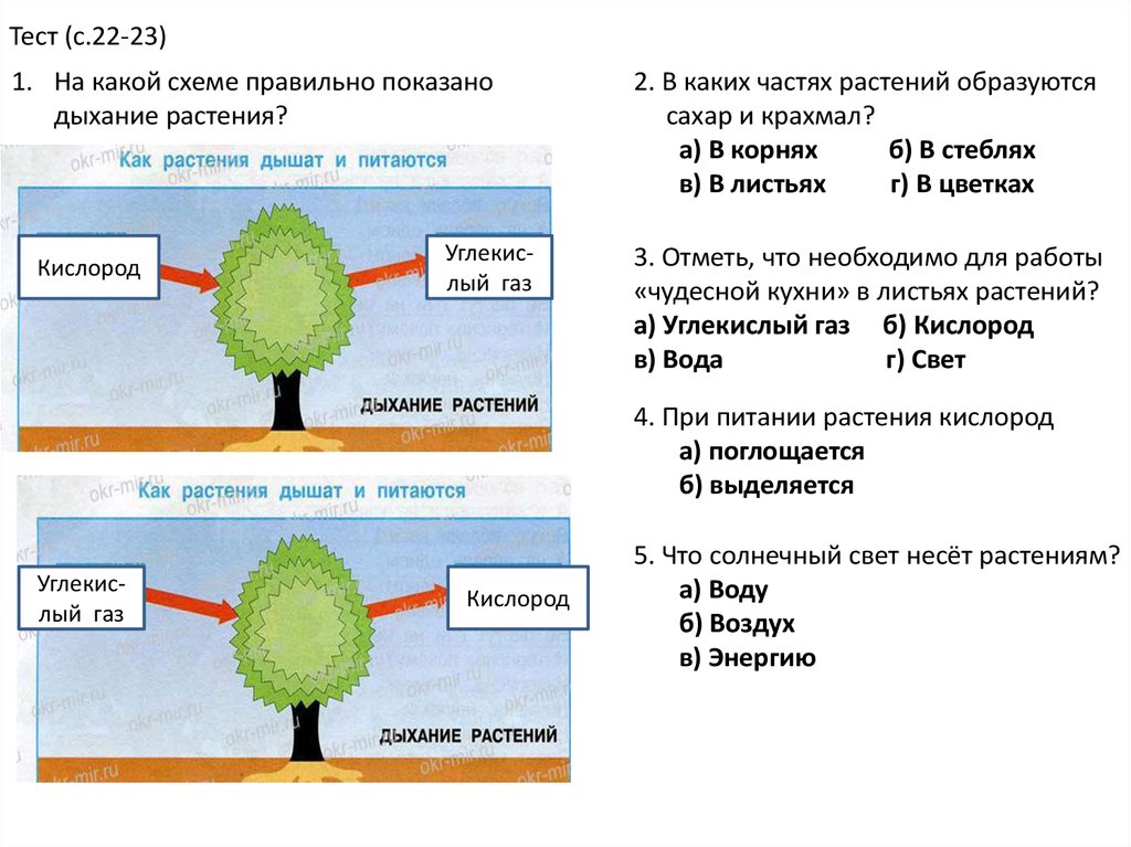 Схема как происходит дыхание растений