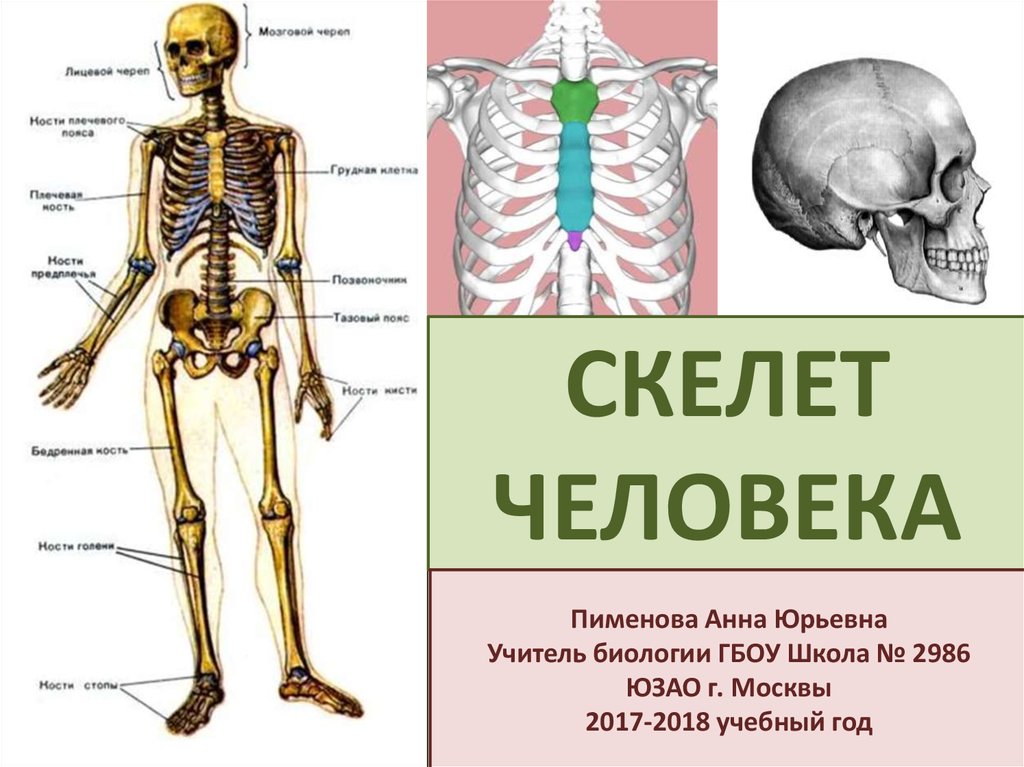 Про скелет человека. Скелет человека. Скелет человека доклад. Скелет человека спереди. Скелет для презентации.