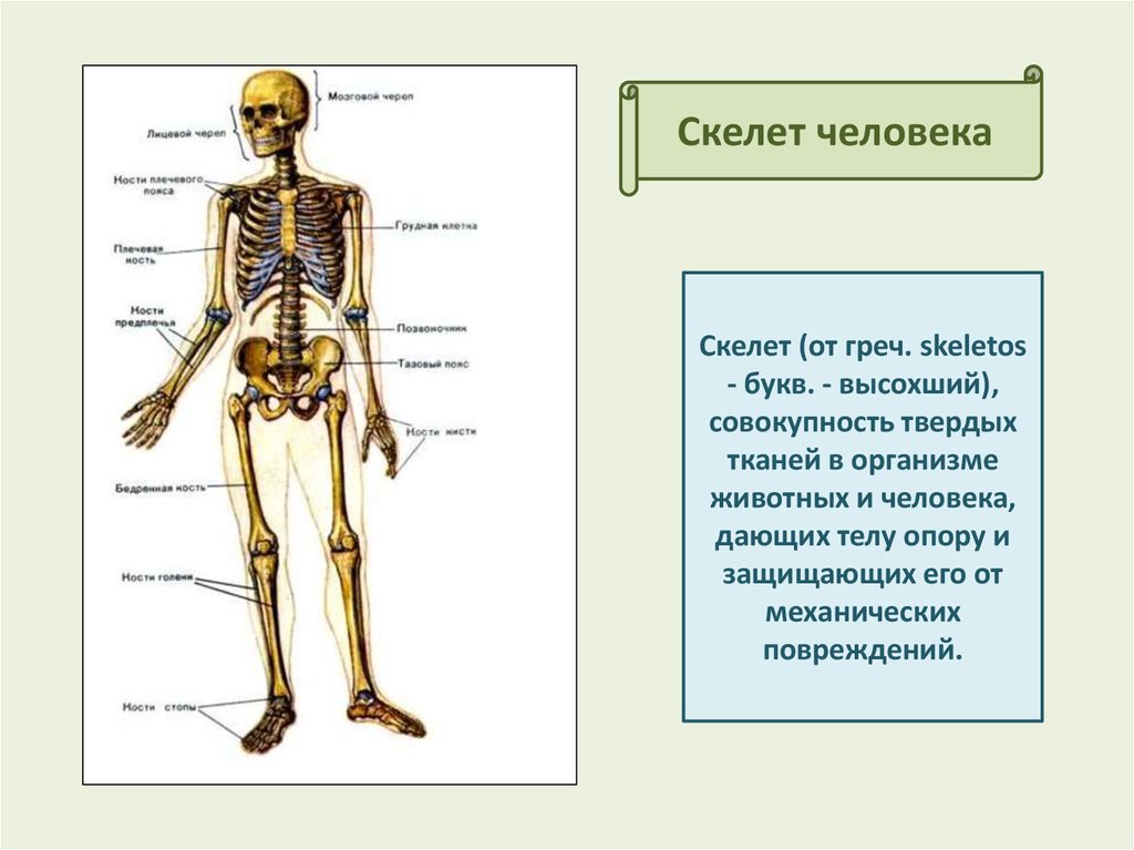 К добавочному скелету человека относятся. Скелет человека. Скелет туловища человека анатомия. Скелет человека пропорции.