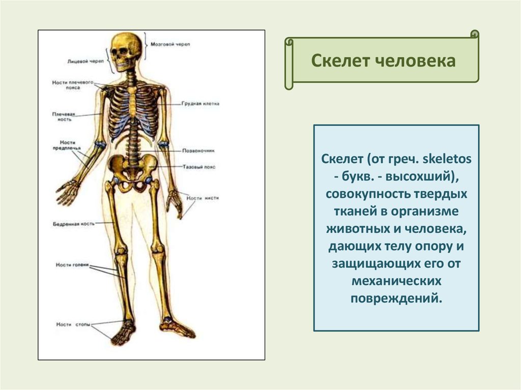 Семь отделов скелета человека