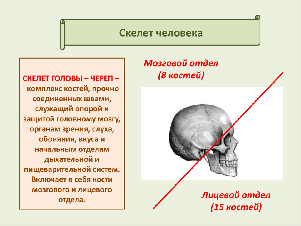 Лицевой и мозговой отдел