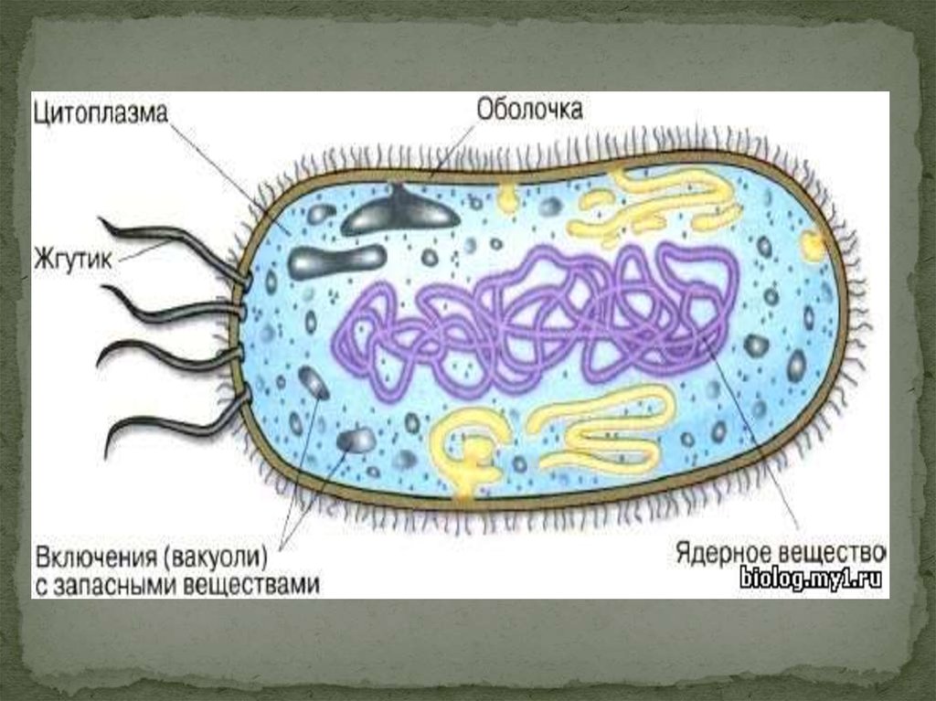 Общая характеристика бактерий 7 класс презентация