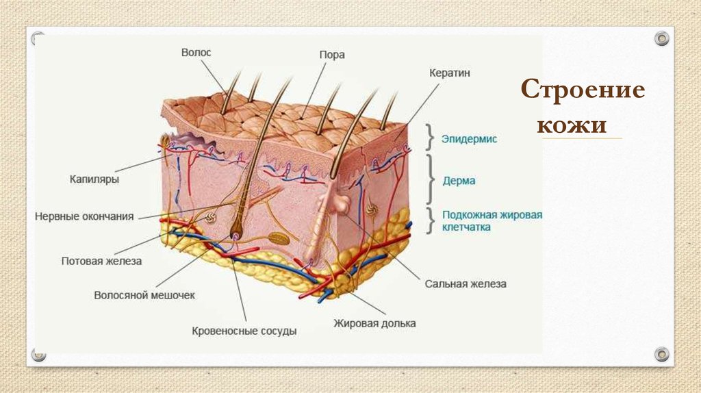 Рассмотрите рисунок напишите названия слоев и структур кожи