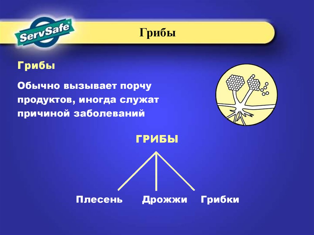 Обычно вызывают. Какие грибы вызывают порчу пищевых продуктов. Какие грибы вызывают порчу продуктов. Какой гриб вызывает порчу продуктов питания. Порчу продуктов питания вызывает гриб.