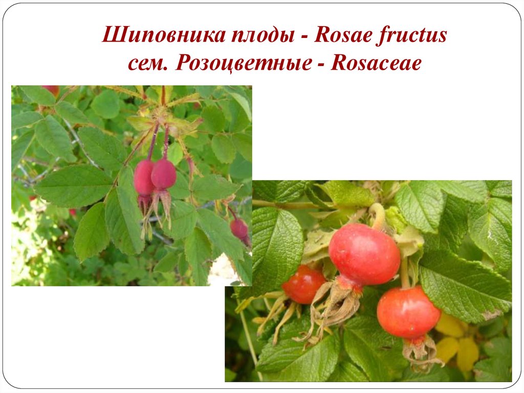 Шиповника плоды - Rosae fructus сем. Розоцветные - Rosaceae