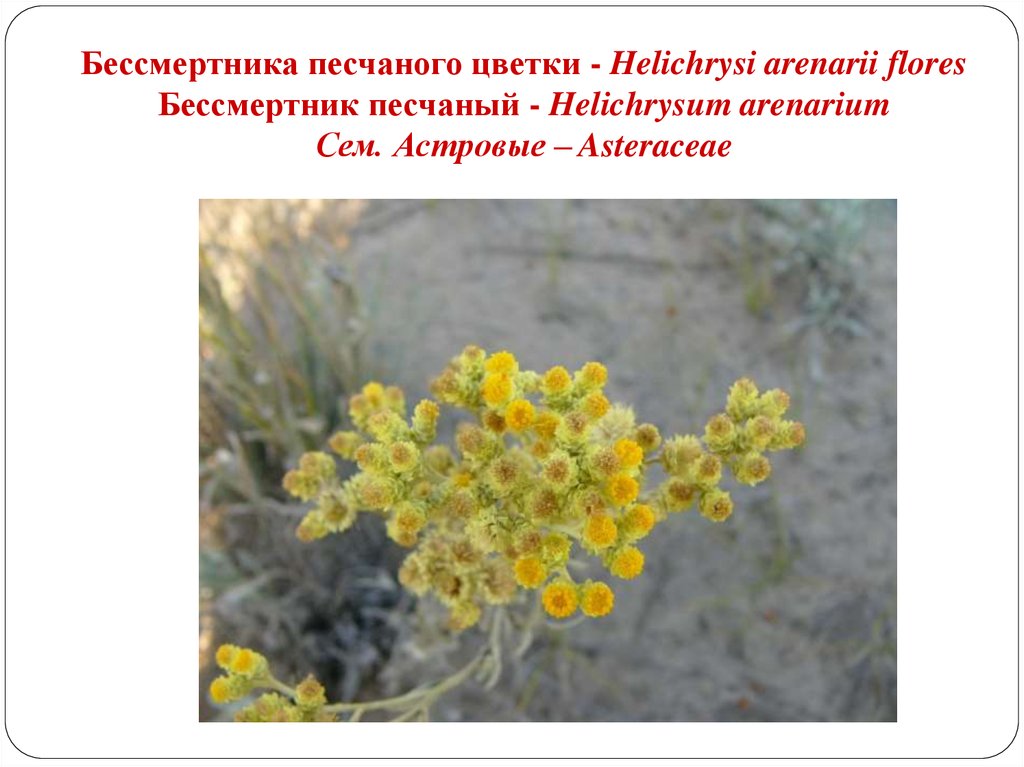 Бессмертника песчаного цветки - Helichrysi arenarii flores Бессмертник песчаный - Helichrysum arenarium Сем. Астровые –