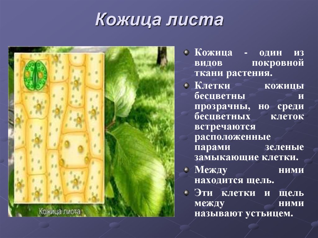 Клетки кожицы листа