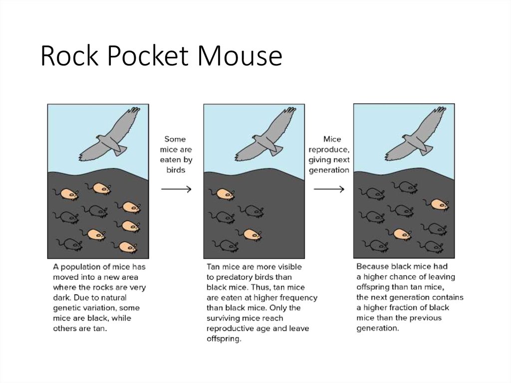 rock pocket mouse activity
