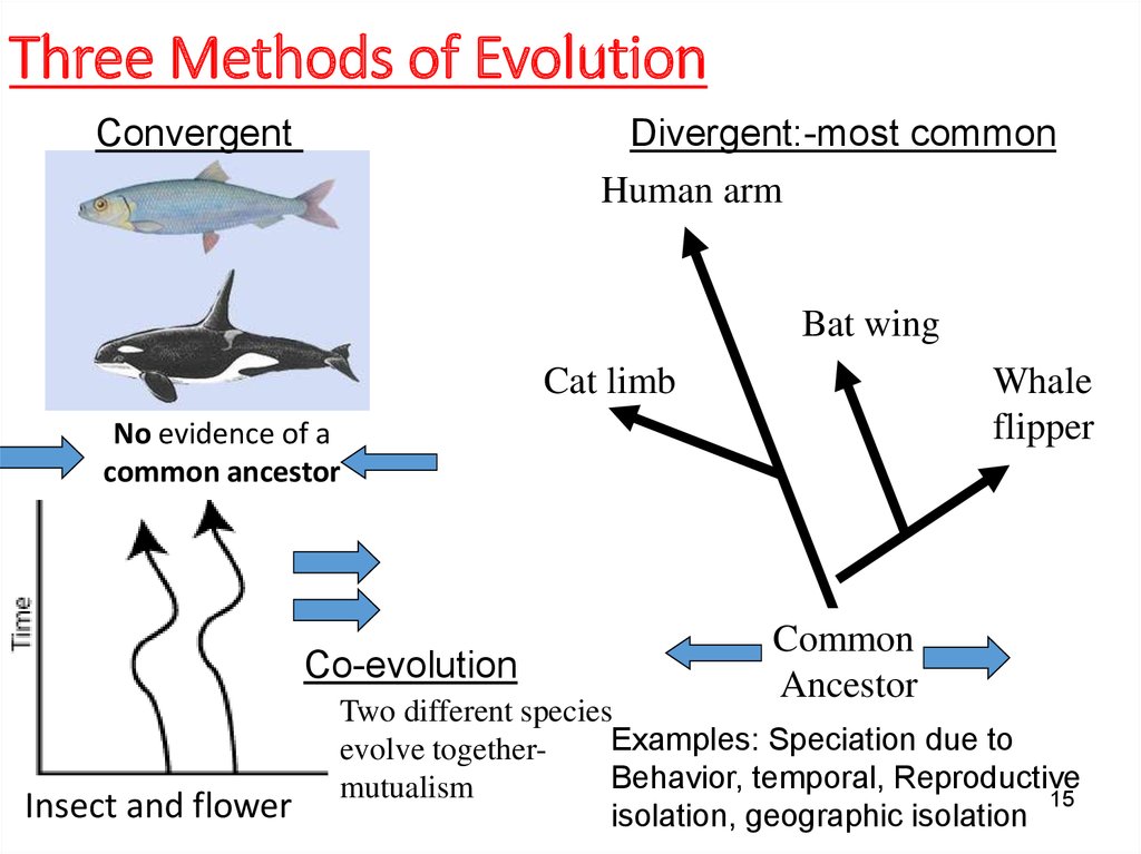 Three Methods of Evolution