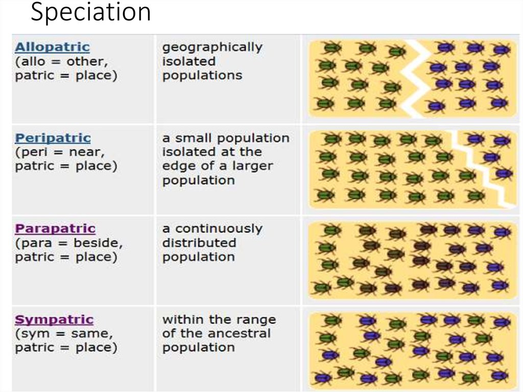 B evolution. Speciation. Speciation Biology. Sympatric and allopatric speciation. Peripatric speciation Bottleneck.