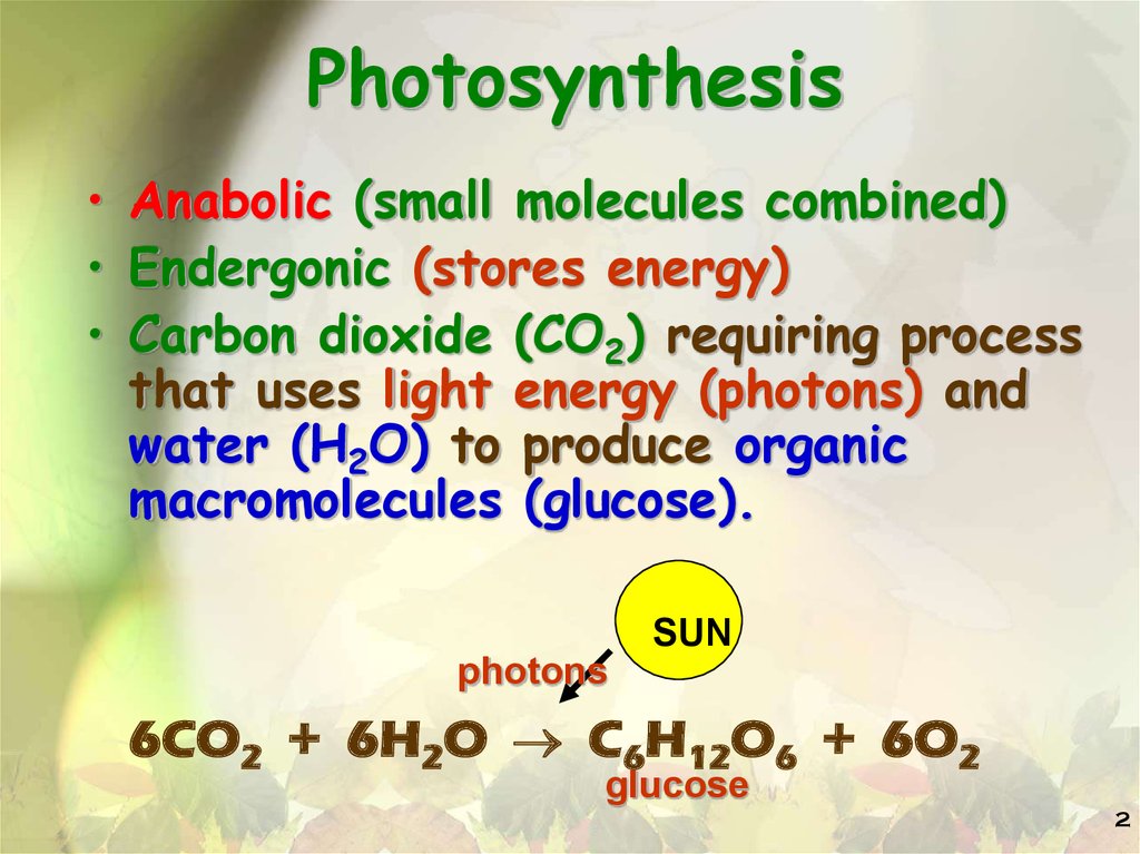 Photosynthesis - Ð¿Ñ€ÐµÐ·ÐµÐ½Ñ‚Ð°Ñ†Ð¸Ñ  Ð¾Ð½Ð»Ð°Ð¹Ð½
