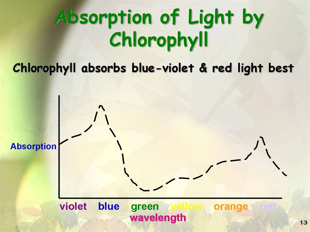 Absorption of Light by Chlorophyll