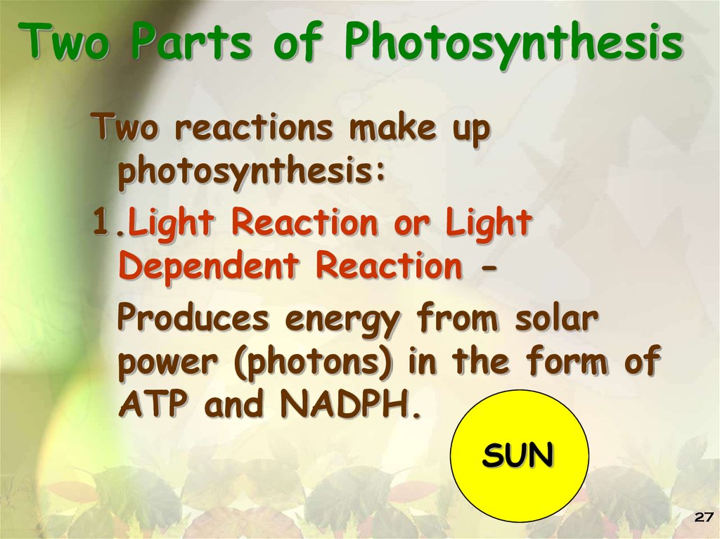 Two Parts of Photosynthesis