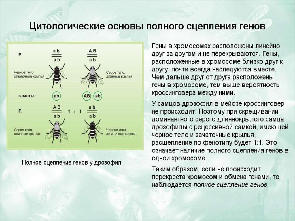 Хромосомный набор пшеницы 28. Хромосомная теория наследственности схема. Хромосомная карта наследственности. Хромосомная теория наследственности ЕГЭ. Хромосомная теория наследственности презентация.