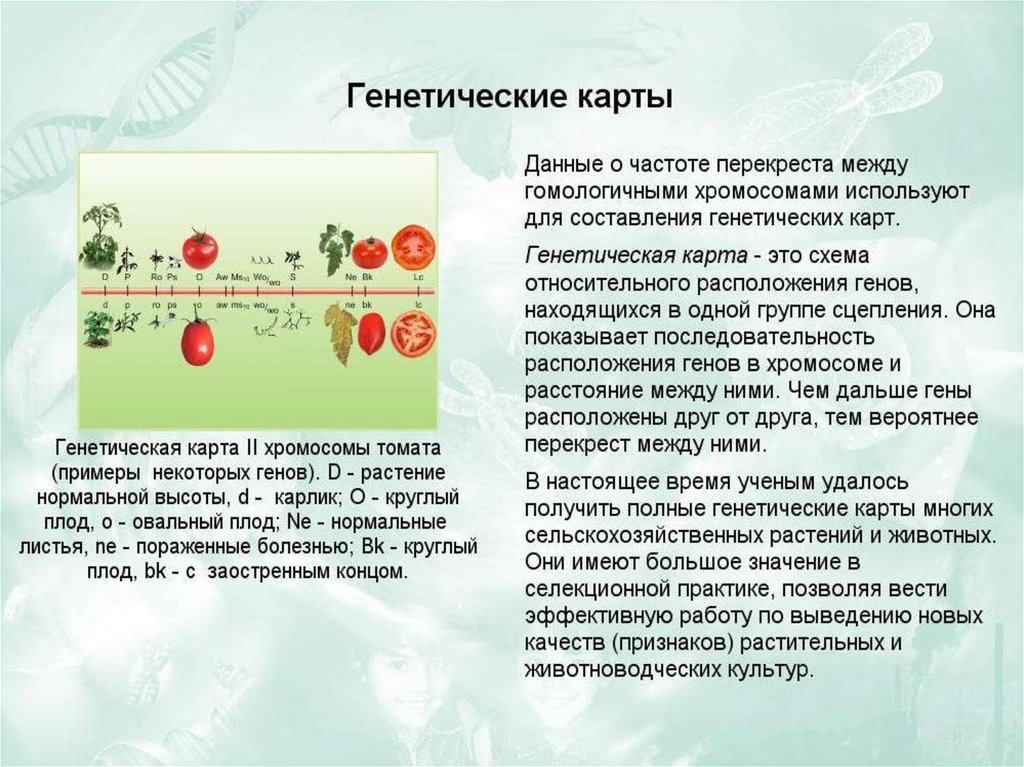 Что показывает генетическая карта