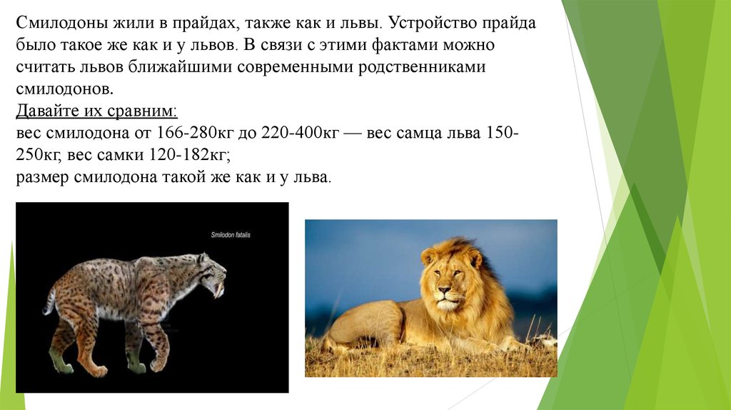 Можно считать что львы. Вес Льва самца. Вес взрослого Льва самца. Размеры Льва и Смилодона. Средний вес Льва самца.