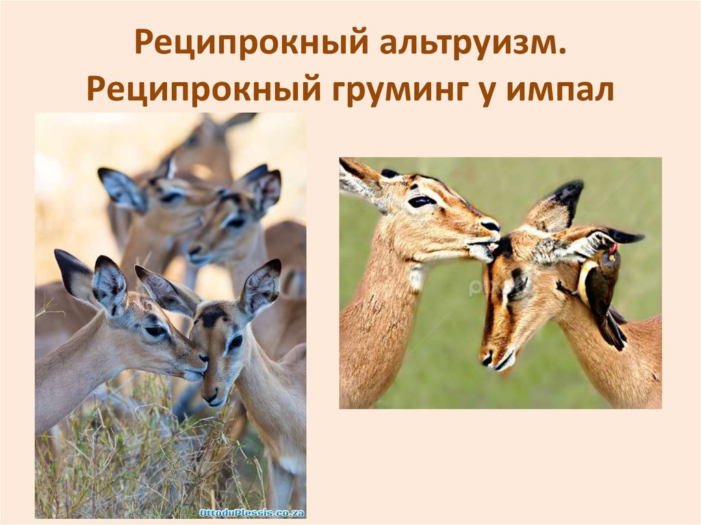 Реципрокный альтруизм. Реципрокный груминг у импал