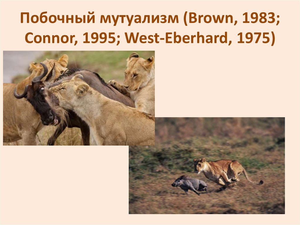 Побочный мутуализм (Brown, 1983; Connor, 1995; West-Eberhard, 1975)