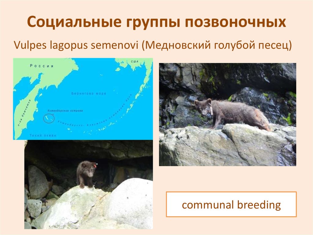 Социальные группы позвоночных