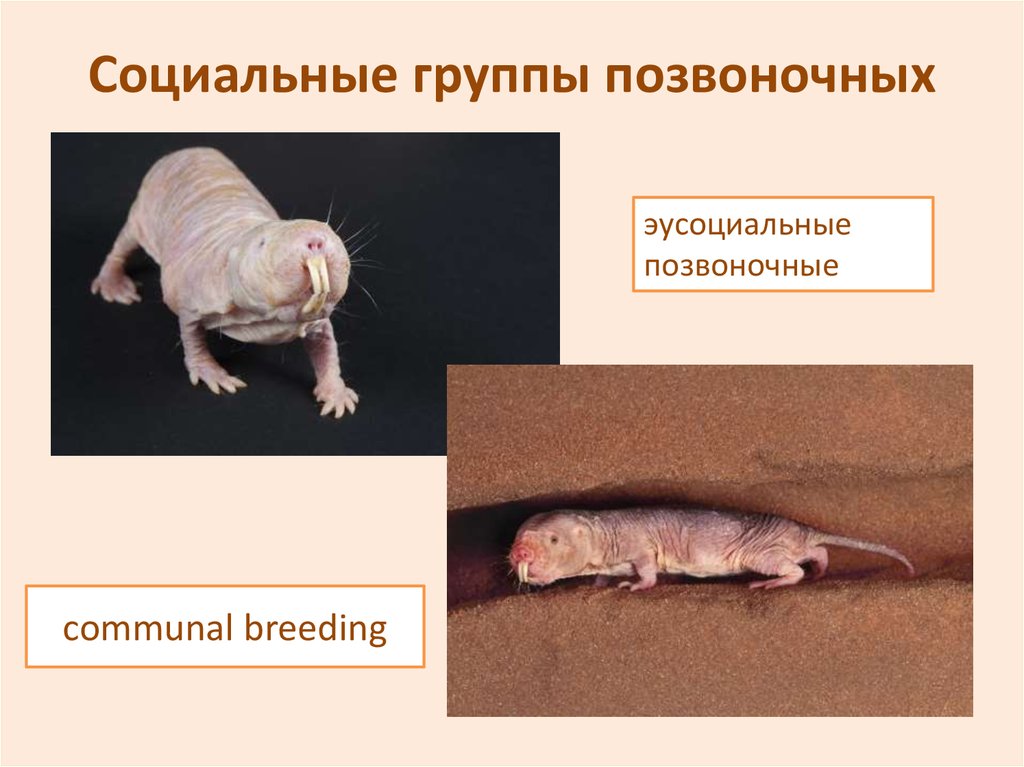 Социальные группы позвоночных