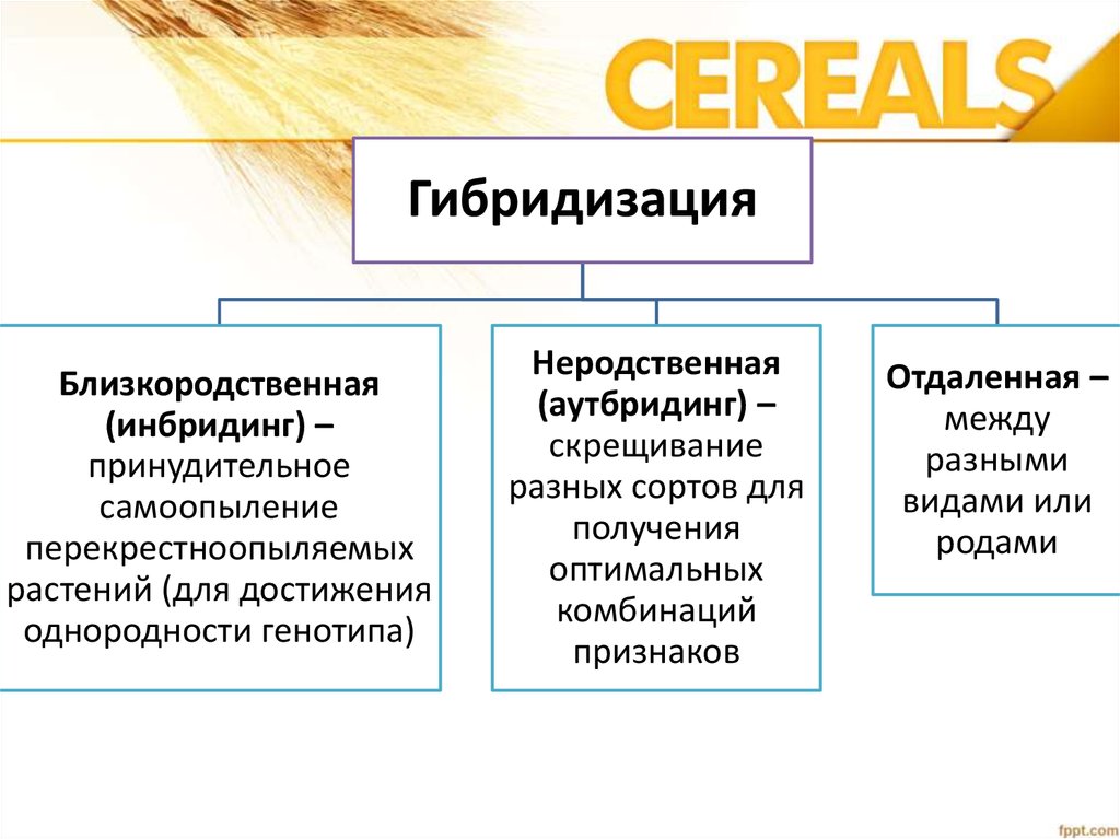 Схема отдаленной гибридизации