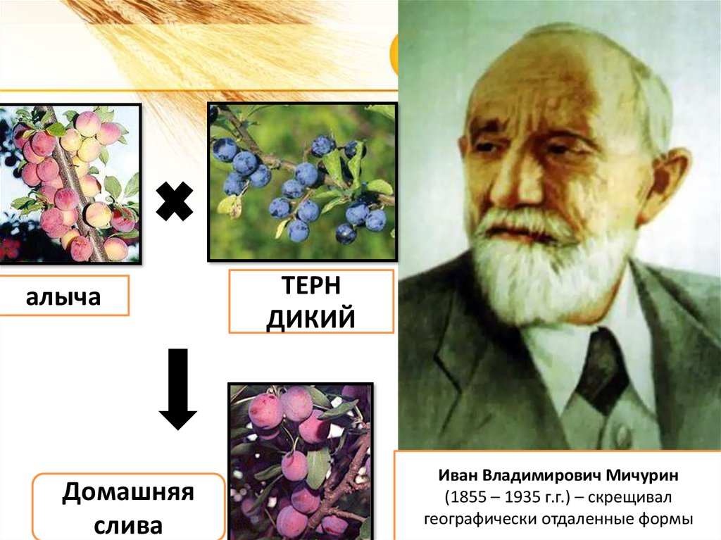 Презентация по биологии 10 класс селекция растений