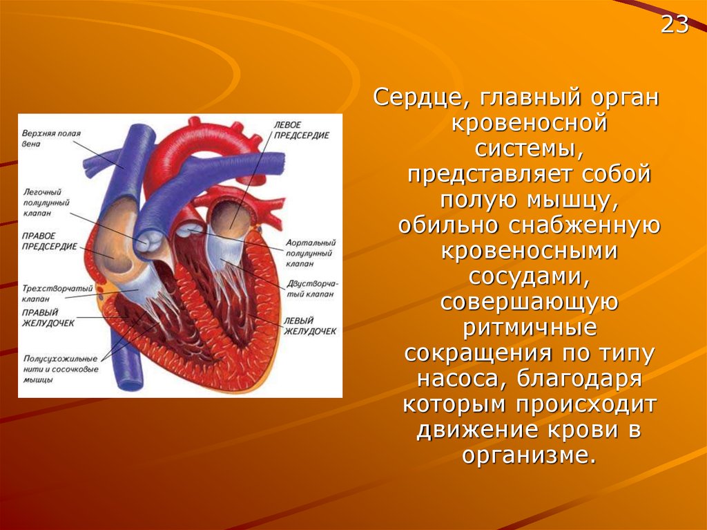 Какое сердце можно назвать. Кровеносная система сердца. Информация о сердце человека.