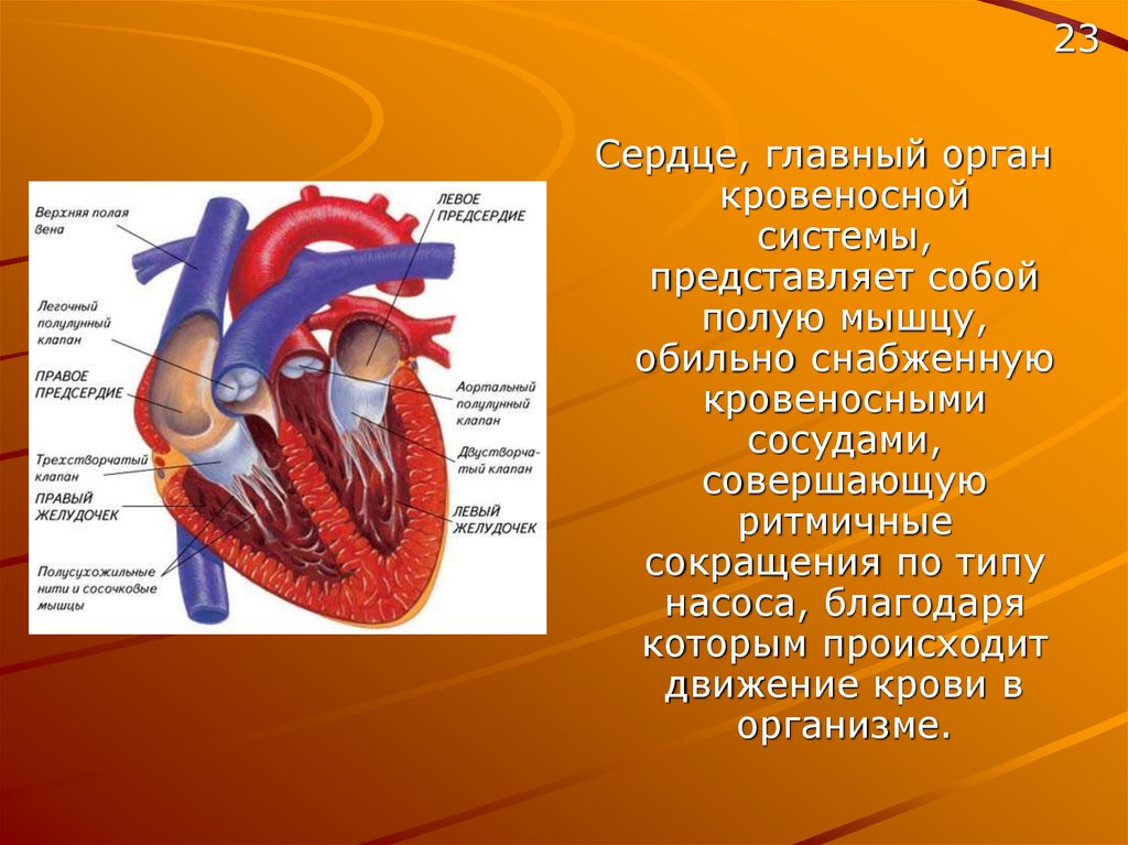 Главный орган. Сердце и кровеносная система это органы. Сердце – Центральный орган кровеносной системы. Рассказ о сердце.