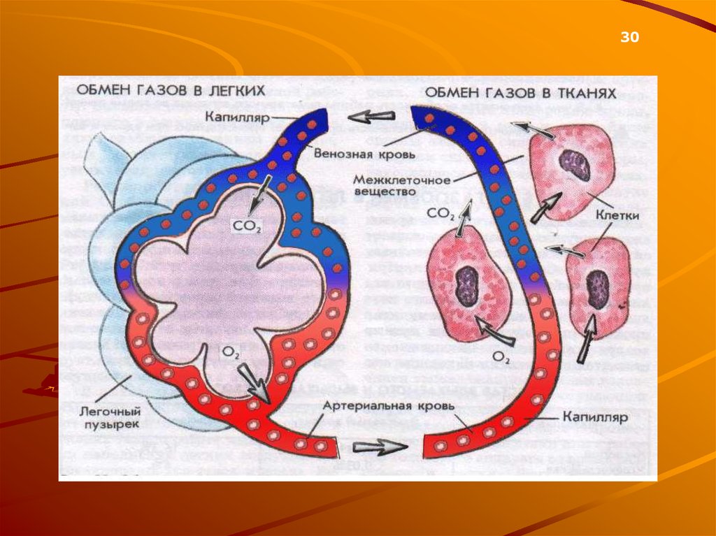 Газообмен в капиллярах. Механизм газообмена в легких. Механизм газообмена в легких и тканях физиология. Механизм газообмена в тканях. Обмен газами в тканях.