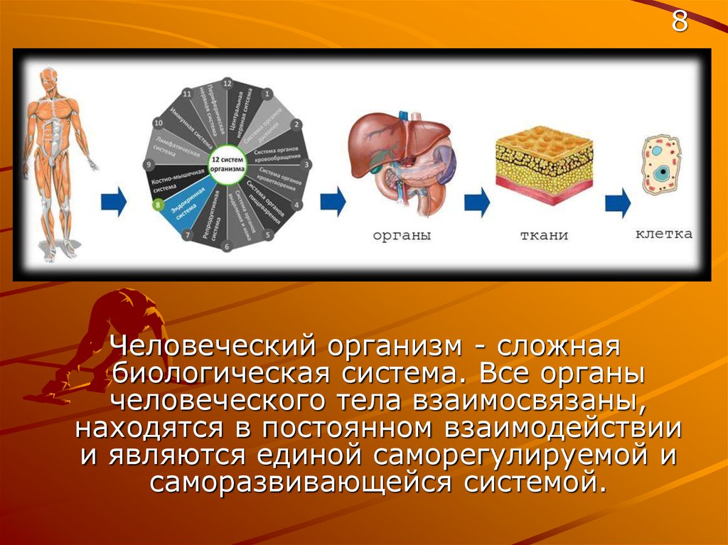 Организм как единая саморазвивающаяся и саморегулирующаяся биологическая система презентация