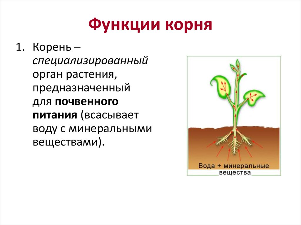 Основные функции органов растения