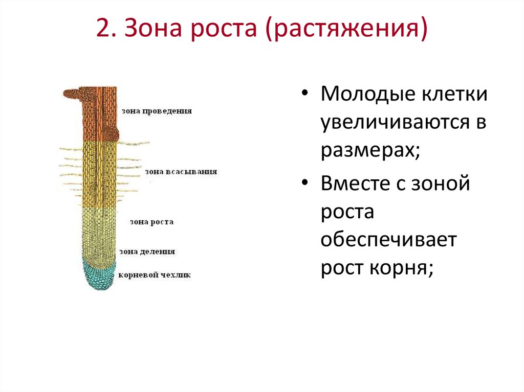 Ткань входящая в зону всасывания корня. Корневой чехлик зона растяжения. Зона растяжения и роста корня функция. Строение клетки клетки корня зоны роста. Строение корневого чехлика.