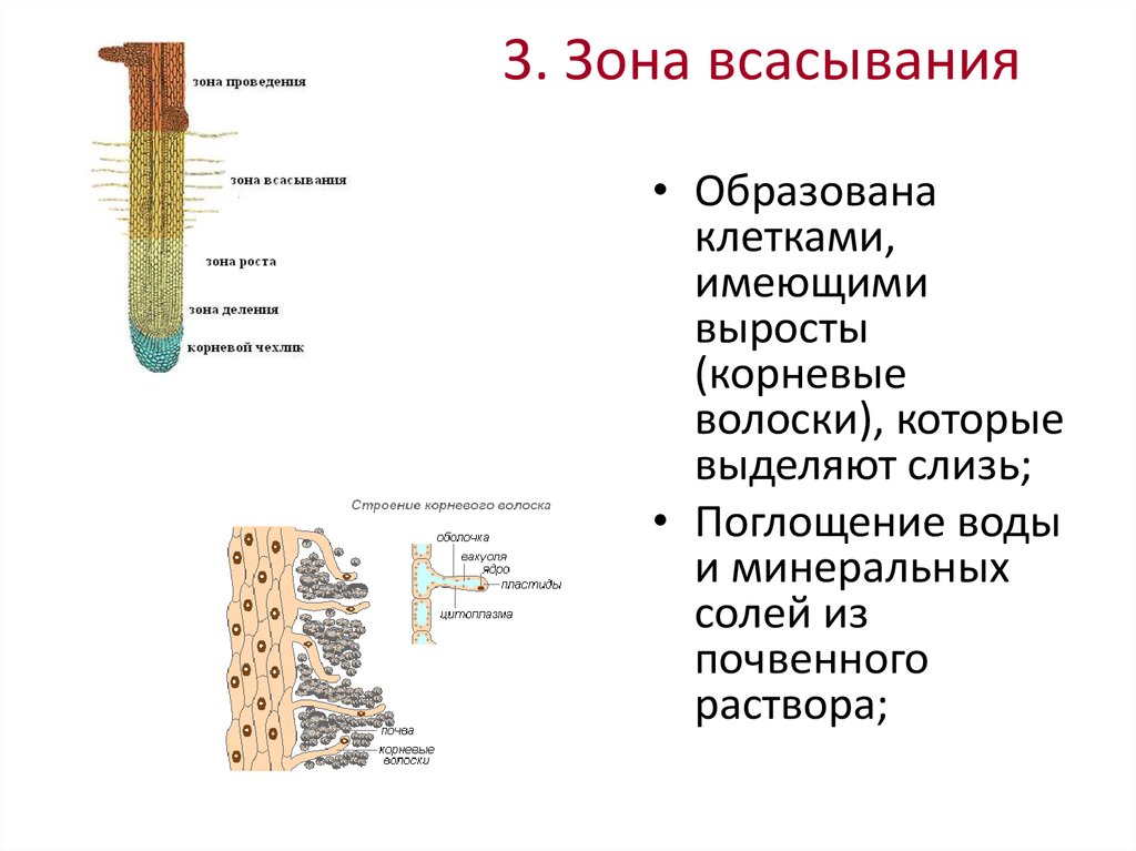 Особенности строения клеток зоны