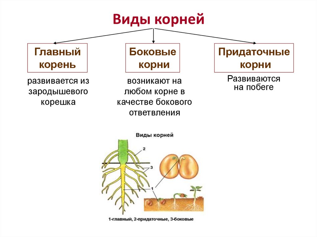 Придаточные корни какие побеги. Вегетативные органы растений: корень, побег, стебель, почки, лист.. Строение . Функции . Типы корневых систем.