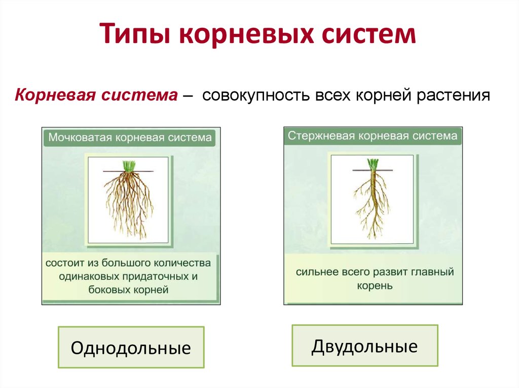 К какому классу относится растение корневая система. Корневая система однодольных и двудольных.