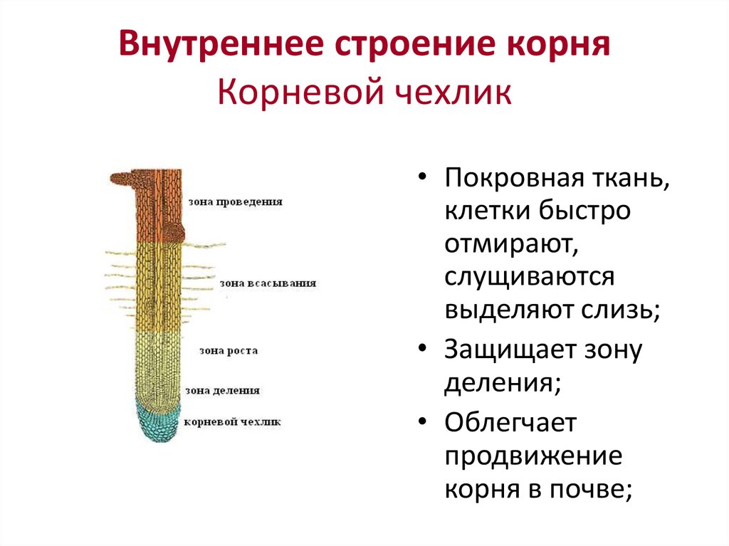 Какое строение можно. Строение чехлика корня. Корневой чехлик строение. Строение корня зоны корня и их функции. Строение и функции корневого чехлика.