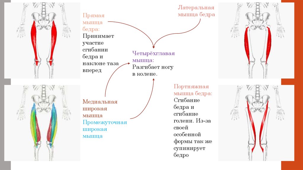 Распределение нагрузки на мышцы коленного сустава человека при ...