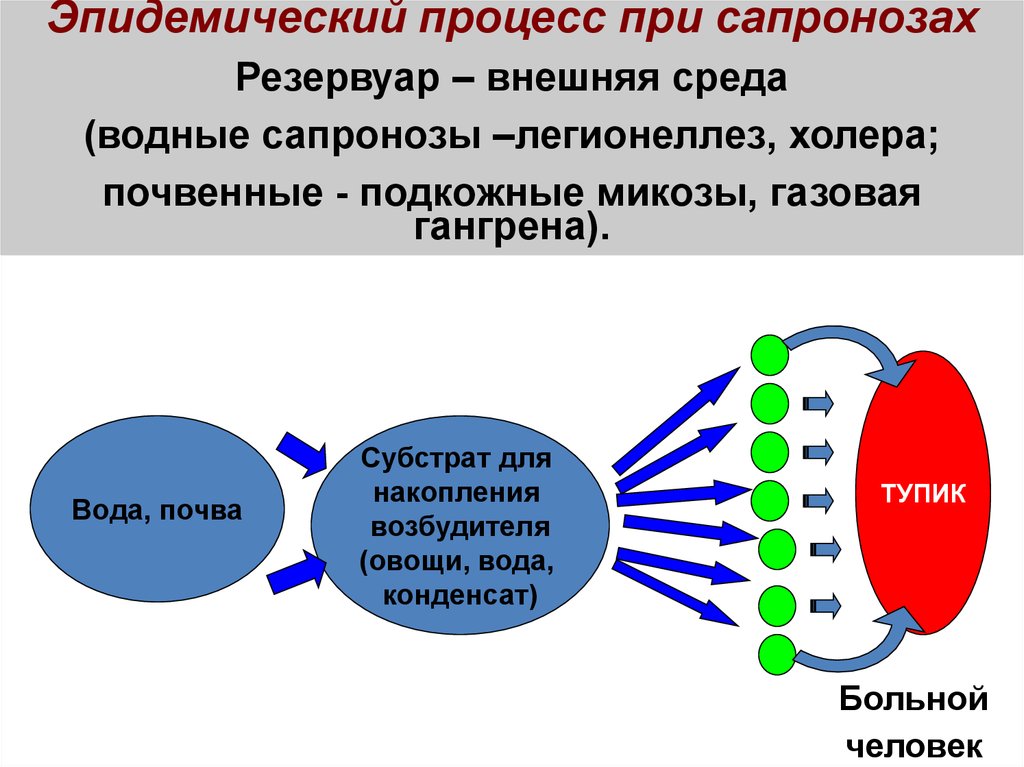 Сапронозы