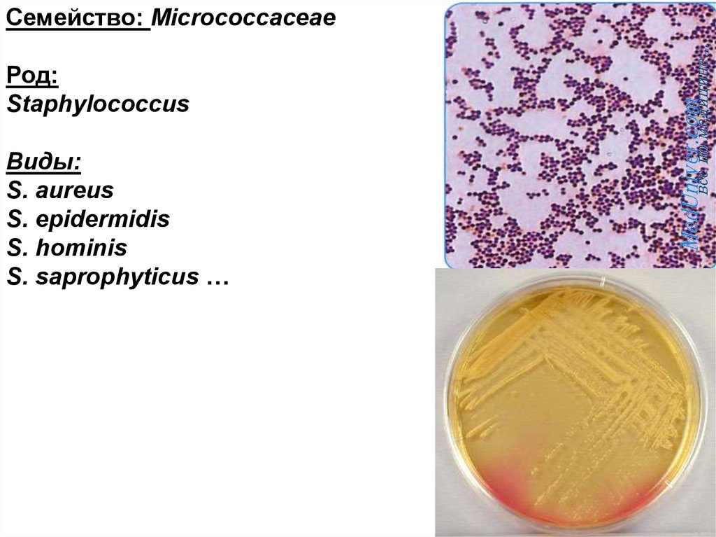 Стафилококк эпидермидис. Семейство стафилококков. Стафилококк Hominis. Стафилококки семейство род вид. Micrococcaceae Staphylococcus.