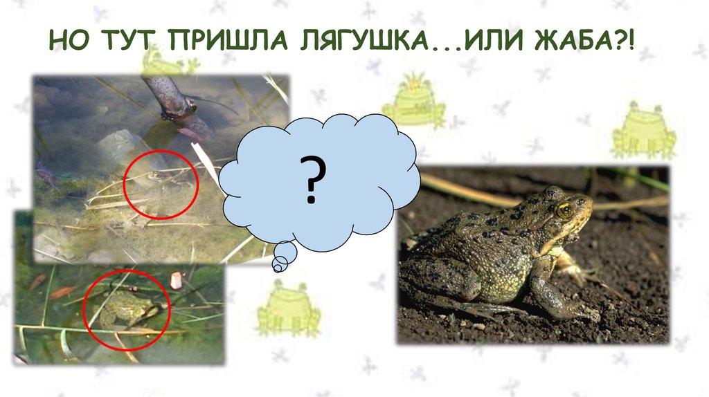 НО ТУТ ПРИШЛА ЛЯГУШКА...ИЛИ ЖАБА?!