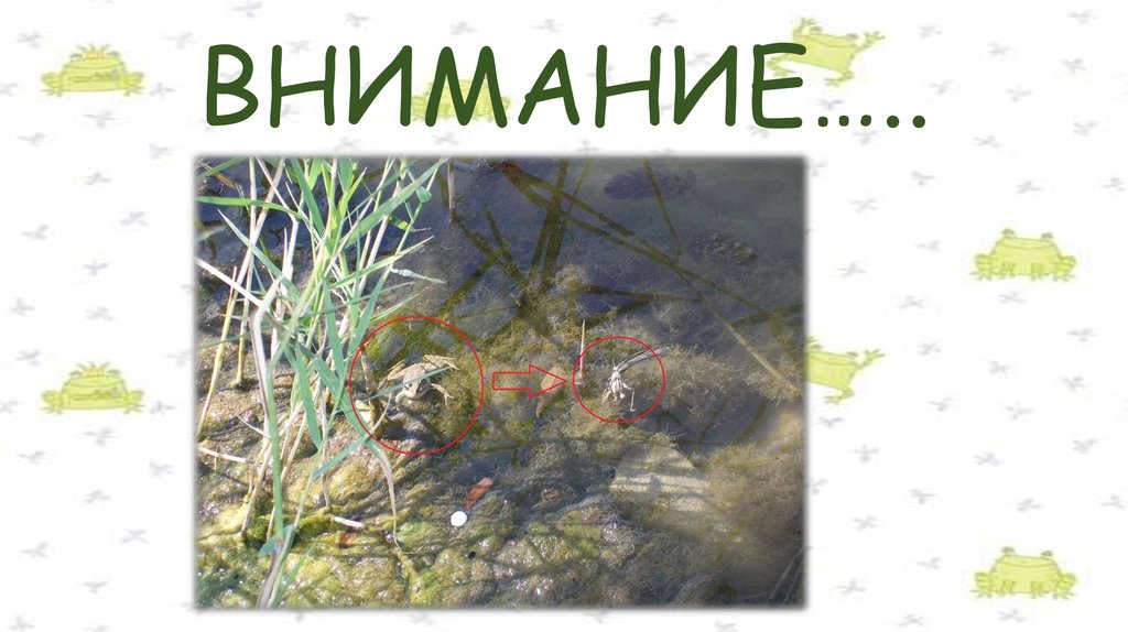 ВНИМАНИЕ…..