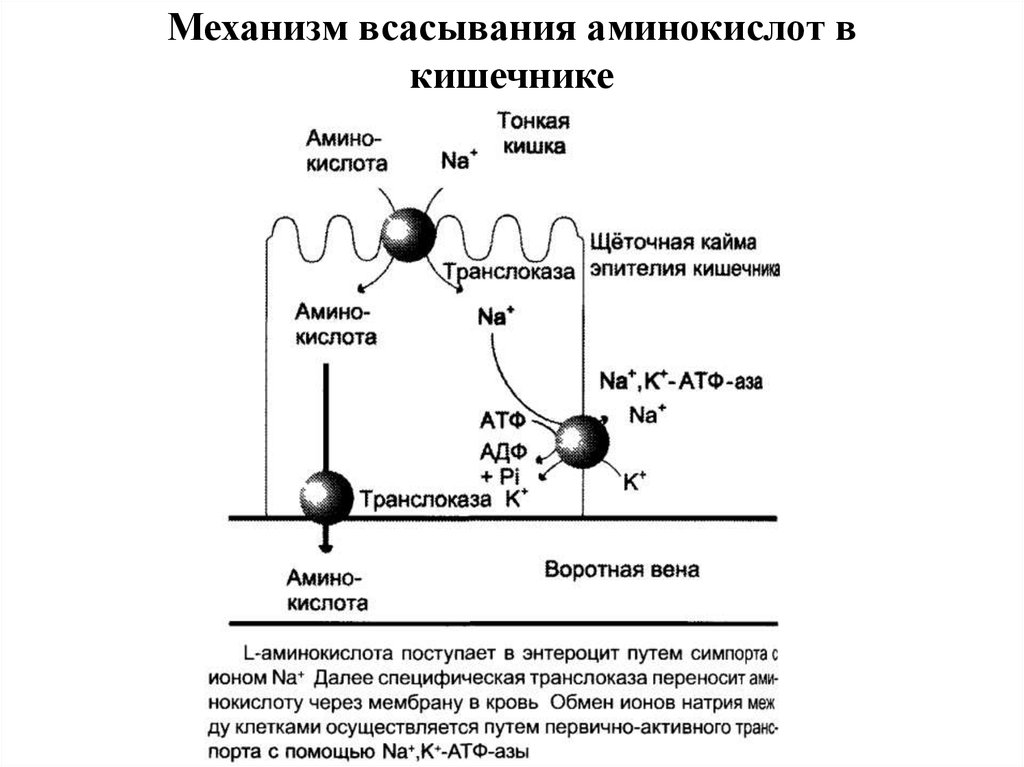 Всасывание аминокислот и глюкозы механическое