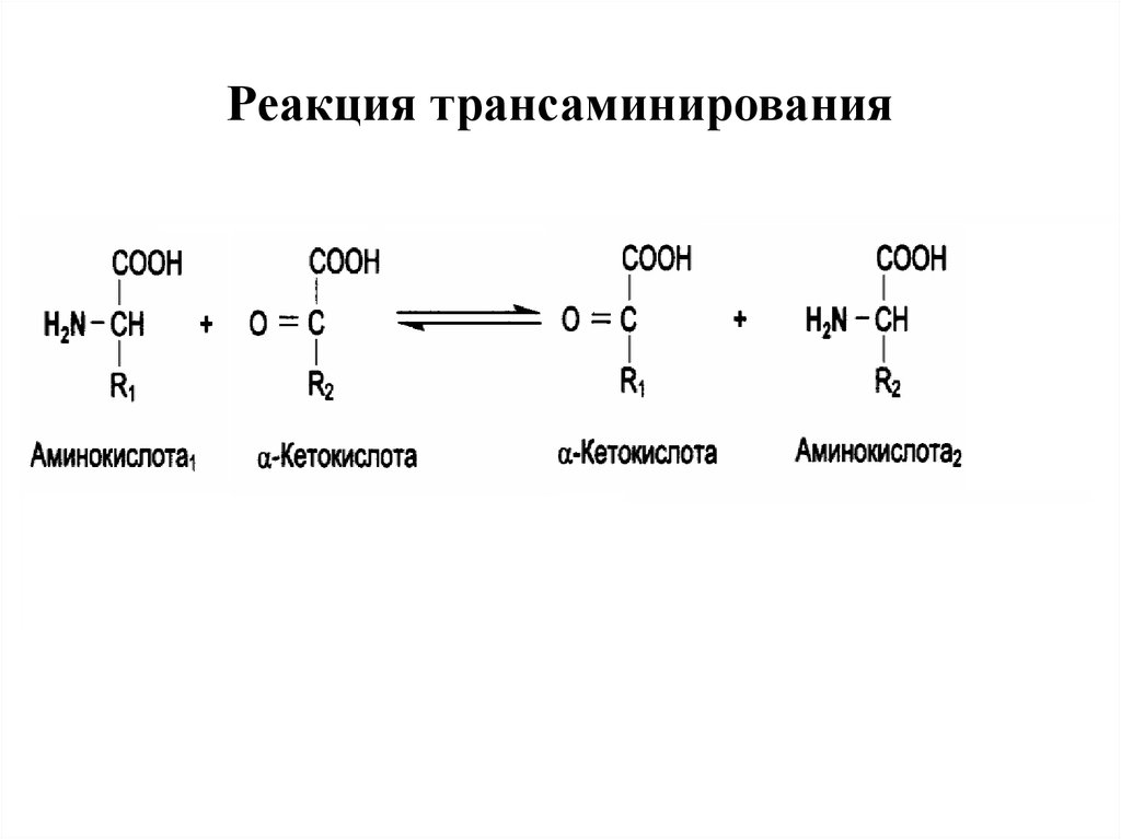 Кетокислоты аминокислот. Механизм реакции трансаминирования аминокислот. Общая схема реакции трансаминирования аминокислот. Реакция трансаминирования аминокислот. Реакции трансаминирования Альфа-аланина.