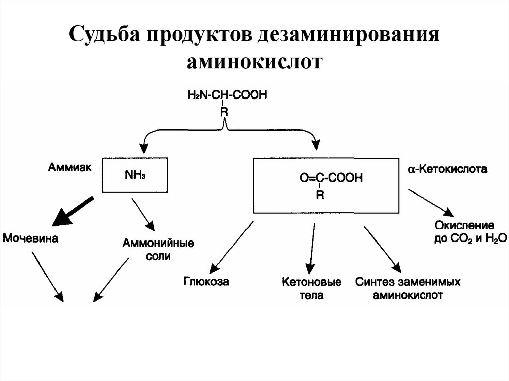 Синтез заменимых аминокислот. Судьба продуктов дезаминирования аминокислот схема. Судьба продуктов дезаминирования аминокислот. Аммиак в печени превращается в. Схема обмена аминокислот и мочевины.