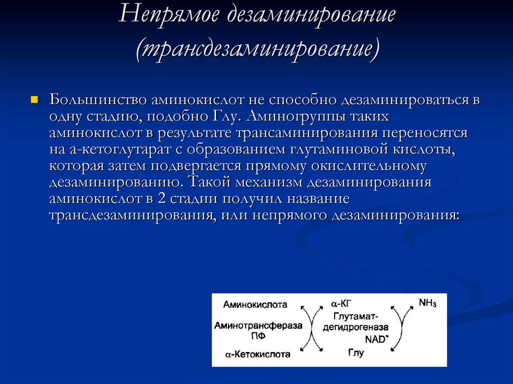 В результате дезаминирования образуется