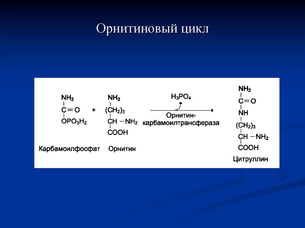 Орнитиновый цикл реакции. Карбамоилфосфат орнитин. Орнитиновый цикл синтеза мочевины. Карбамоил фомфат орнитинового цикла. Реакции орнитинового цикла биохимия.