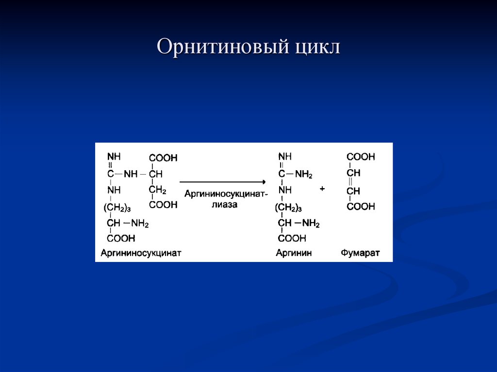 Орнитиновый цикл схема